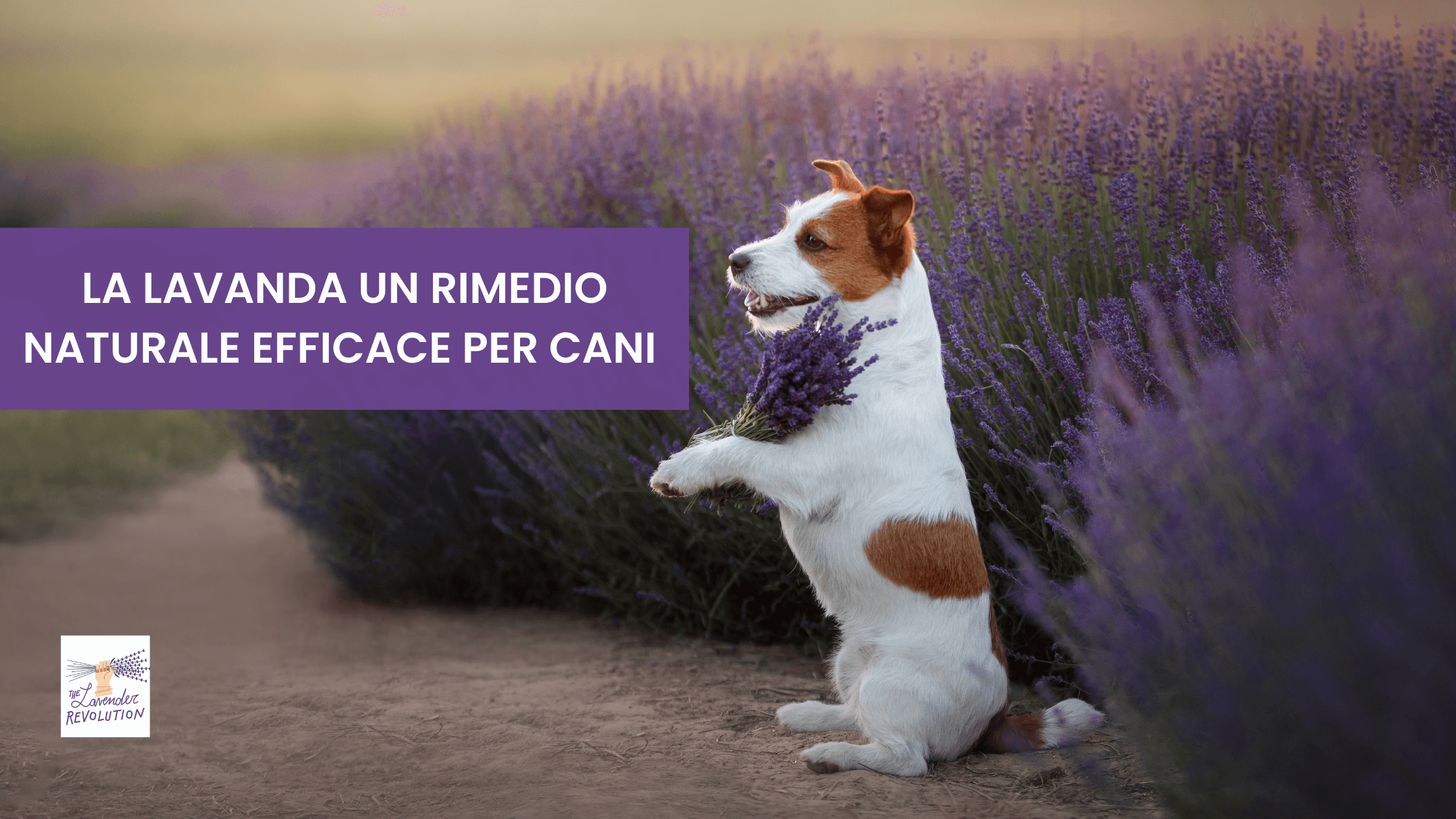 La lavanda, un rimedio naturale efficace per il benessere dei cani