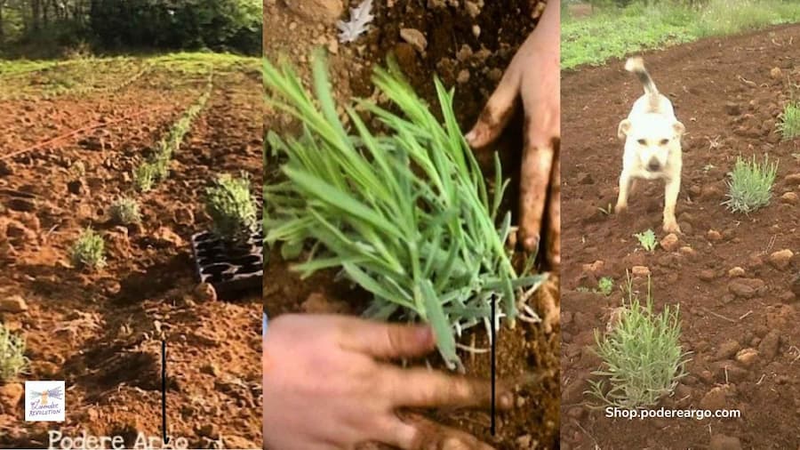 Campo di lavanda officinale bio The Lavender Revolution in Maremma Toscana, nato nel 2012