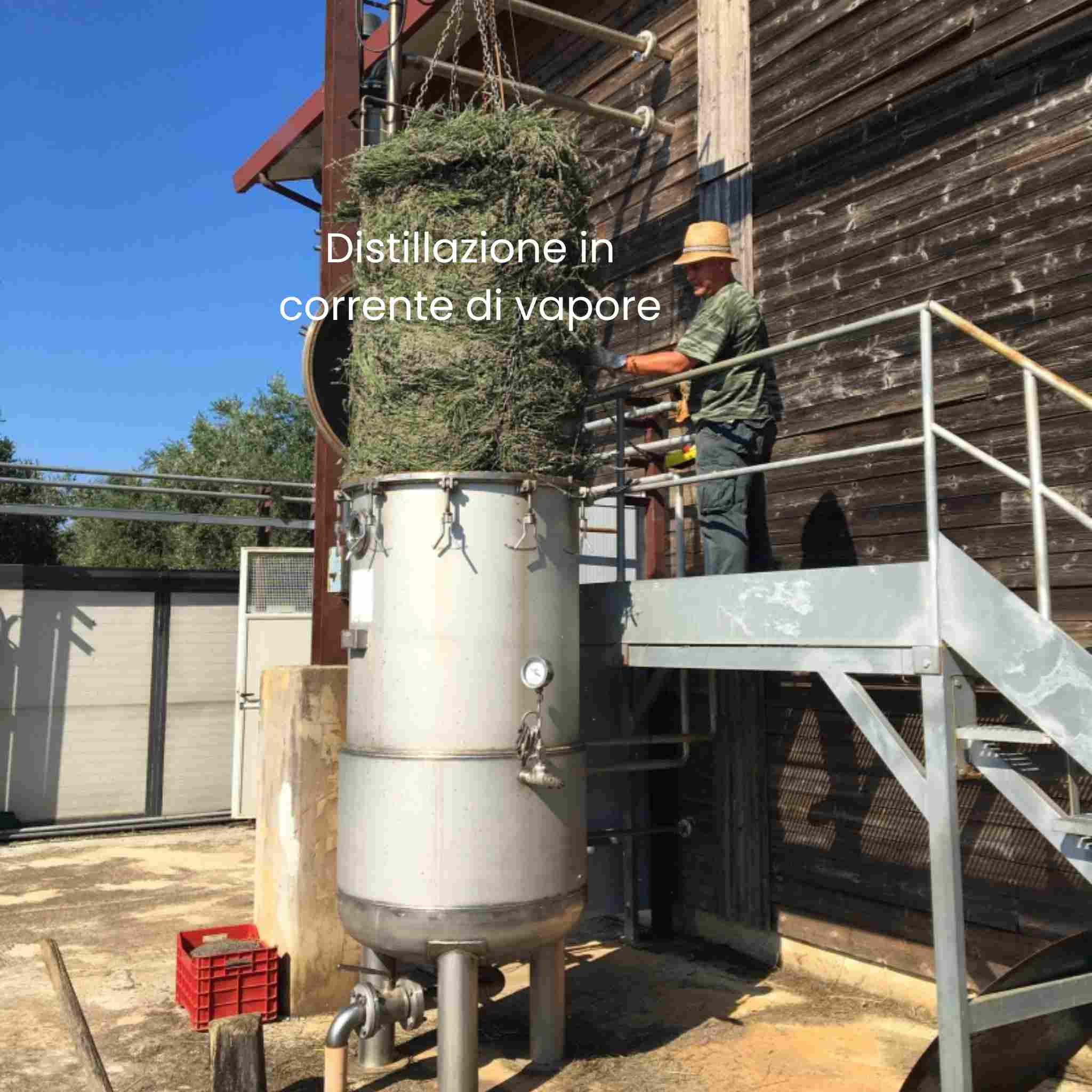 Distillazione della lavanda per olio essenziale bio in impianto professionale in acciaio inox