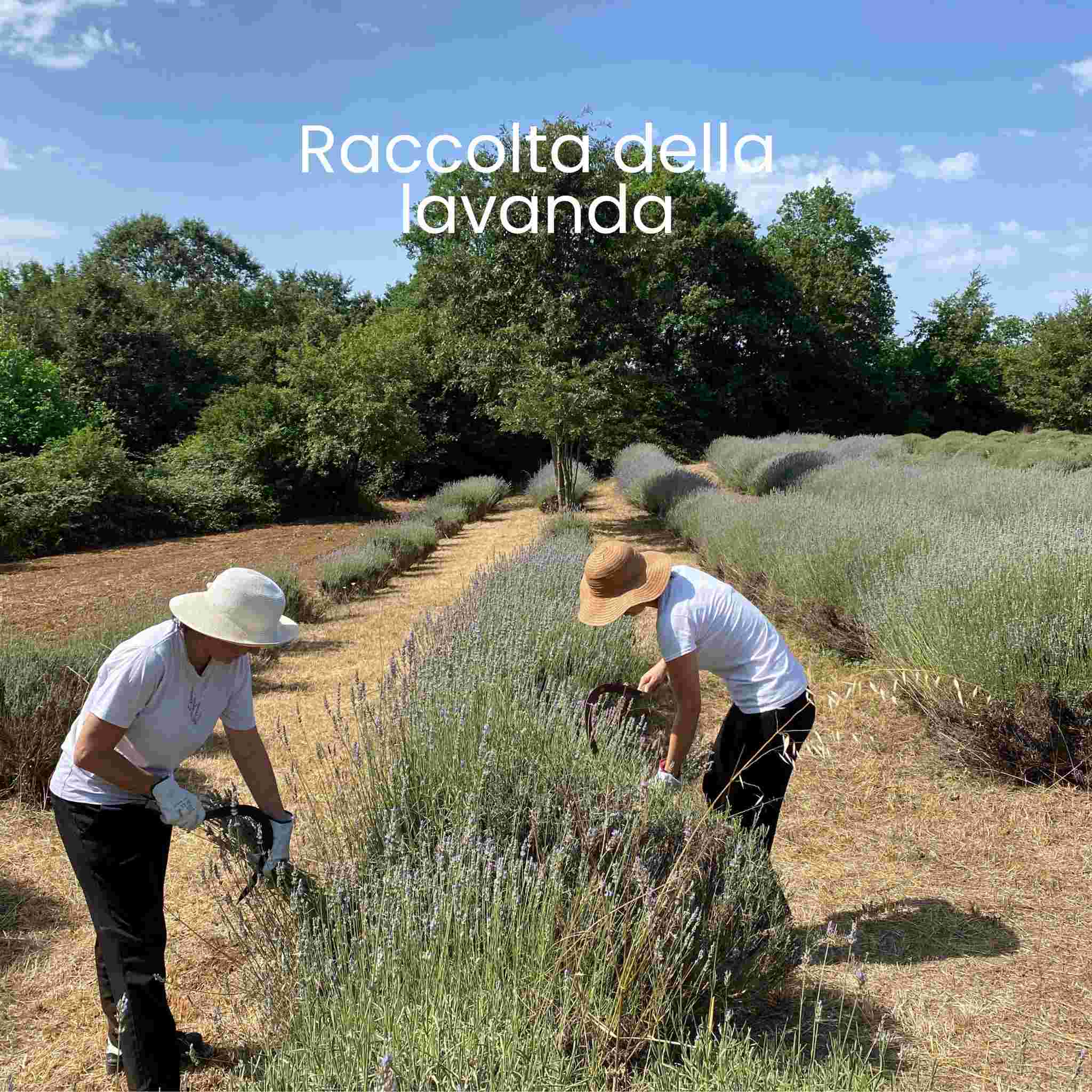 Raccolta a mano della lavanda officinale biologica in Maremma Toscana