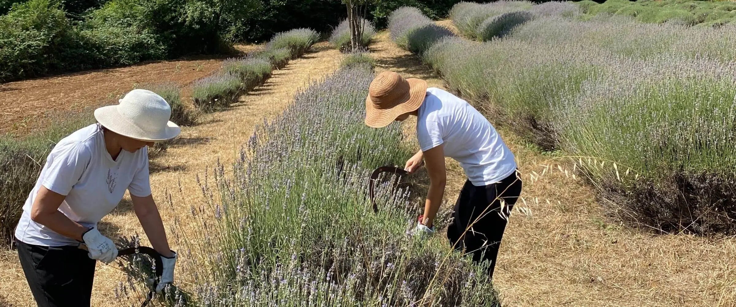Raccolta artigianale lavanda officinale bio a mano - Campo fiorito Podere Argo Toscana