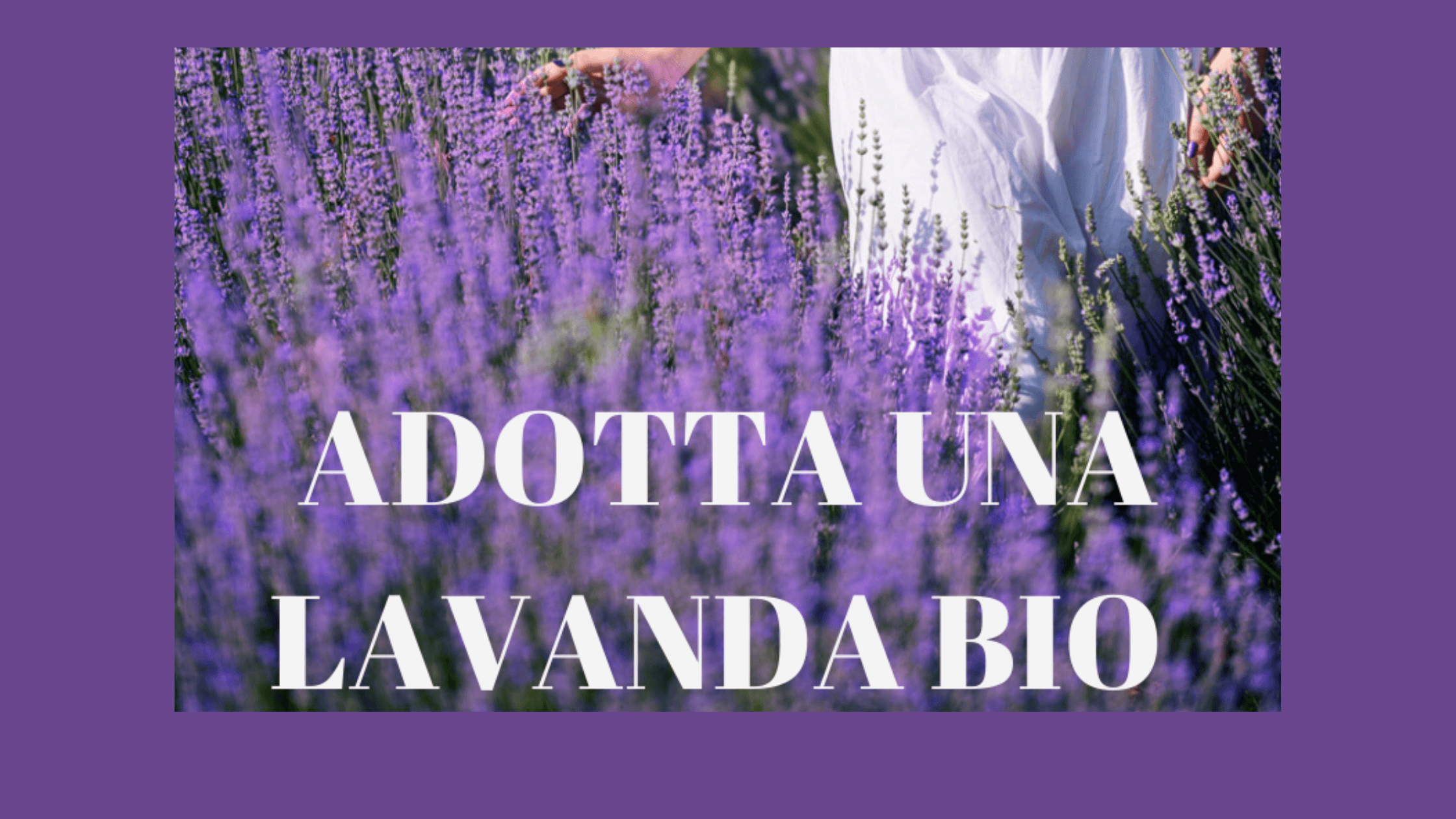 Adotta una lavanda bio. Un'idea regalo eco e solidale per Natale