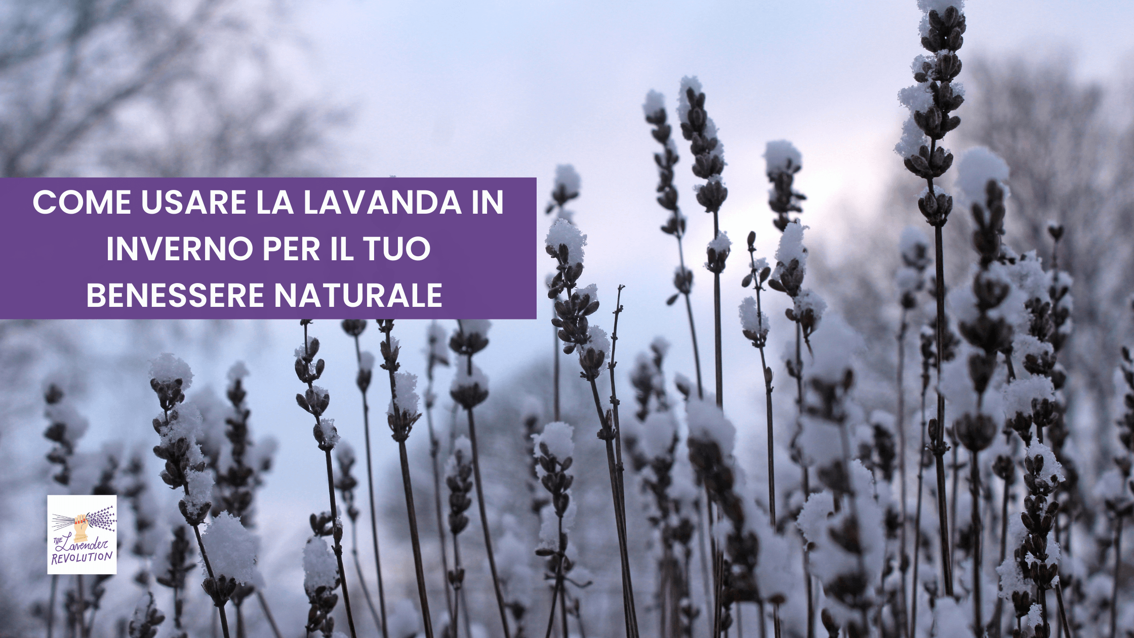 Come usare la lavanda in inverno per il tuo benessere naturale