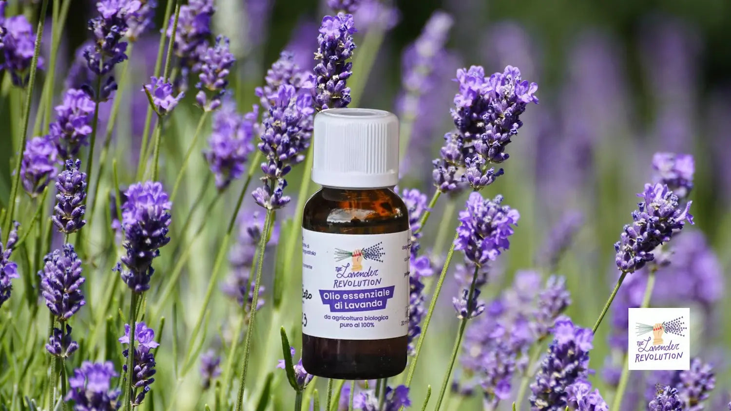 Olio essenziale di lavanda officinale bio proprietà benefici aromaterapia The Lavender Revolution Podere Argo