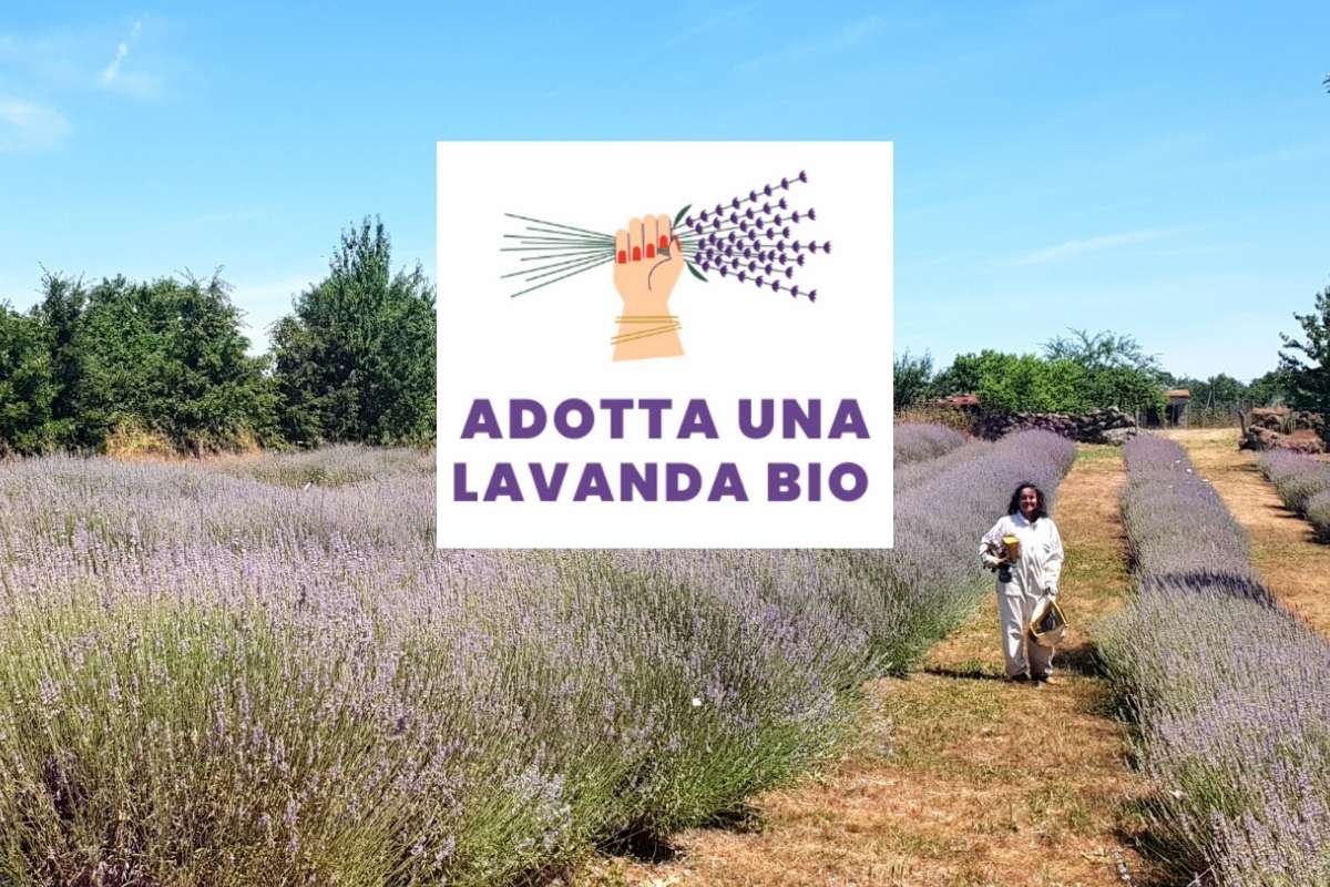Regalo di San Valentino eco e bio con Adotta una lavanda bio
