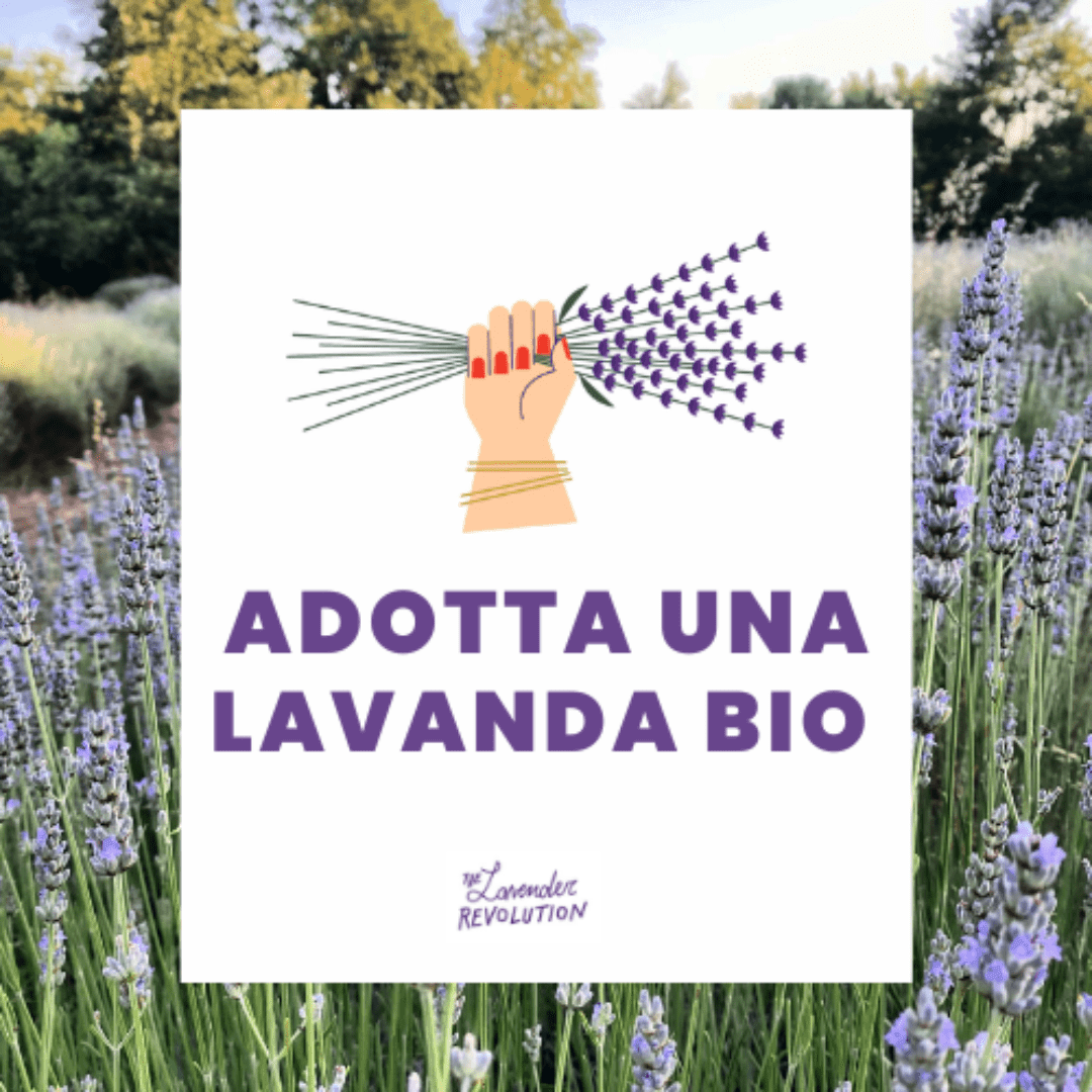 Adotta una lavanda bio 