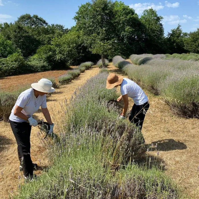 Campo di lavanda officinale bio in Maremma Toscana durante la raccolta a mano di Beatrice Galgano e aiutante 