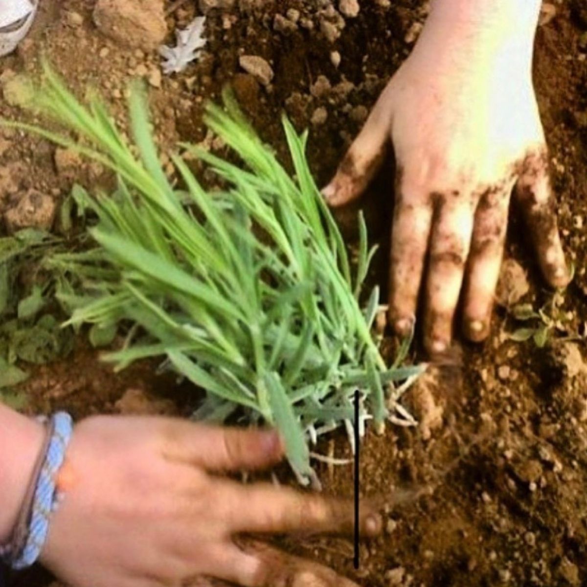 Prima pianta di lavanda piantata nel campo di Podere Argo nel 2012 – The Lavender Revolution, lavanda biologica Toscana

