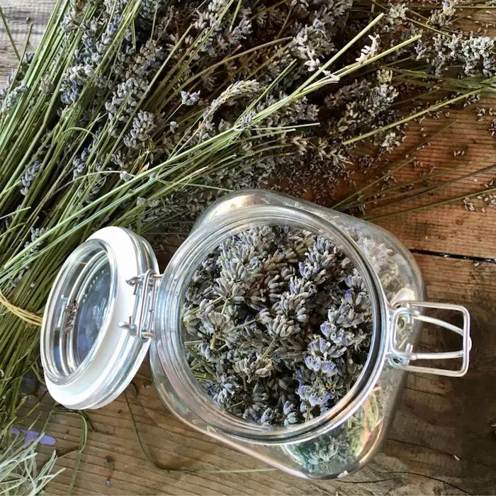 Fiori di lavanda officinale essiccati pronti per la macerazione in olio extravergine d'oliva per Oleolito di lavanda