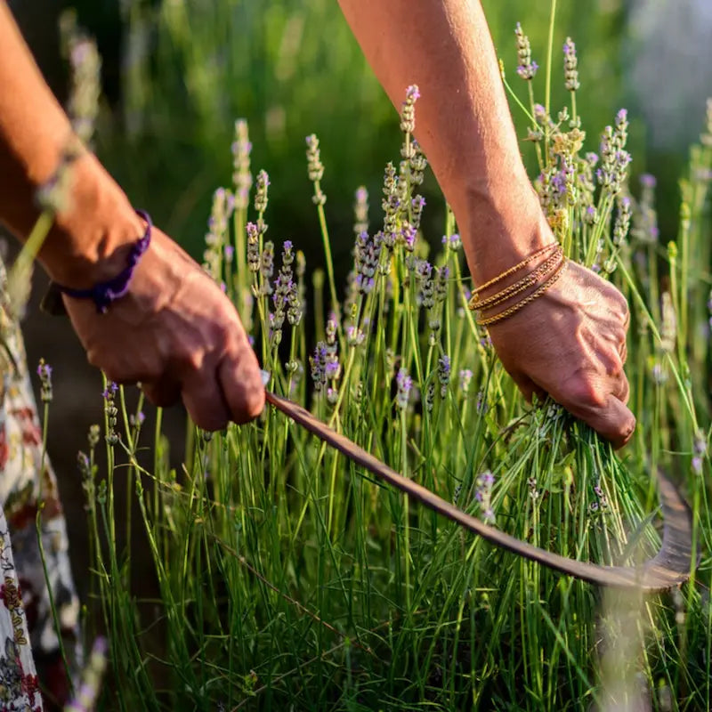Raccolta a mano della lavanda officinale con falcetto tradizionale nei nostri campi al tramonto